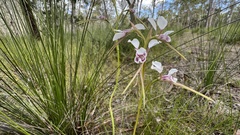 Diuris alba