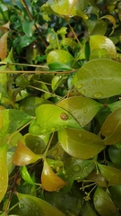 Harmonia testudinaria