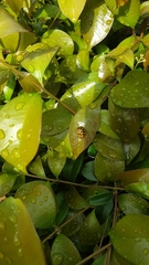 Harmonia testudinaria