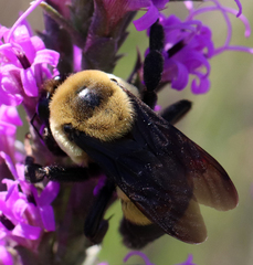 Bombus fraternus