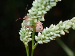 Euschistus variolarius