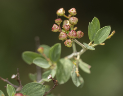 Ceanothus fendleri