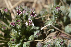 Stellera chamaejasme