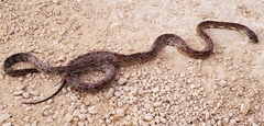Pantherophis guttatus