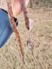 Pantherophis guttatus
