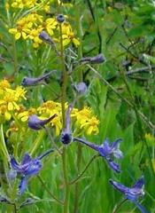 Delphinium nuttallianum