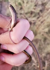 Ophisaurus ventralis