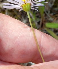 Brachyscome ciliaris