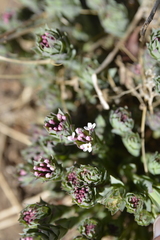 Stellera chamaejasme