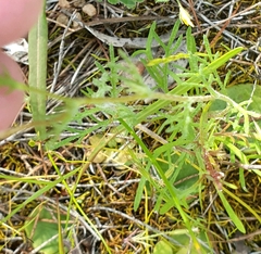 Brachyscome ciliaris