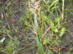Dichanthelium erectifolium