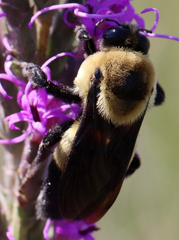 Bombus fraternus