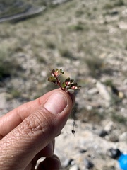 Euphorbia indivisa