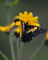 Catasticta teutila