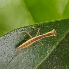 Orthodera ministralis