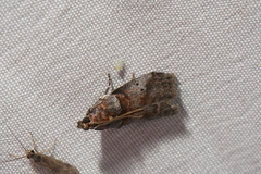 Acrobasis angusella