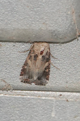 Spodoptera latifascia