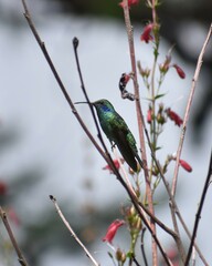 Colibri thalassinus