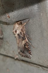 Spodoptera latifascia