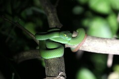 Trimeresurus macrops