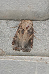 Spodoptera latifascia