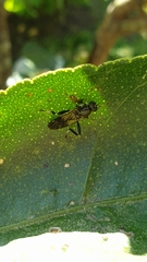 Exaireta spinigera