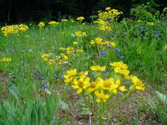 Delphinium nuttallianum