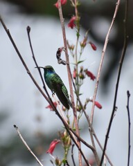 Colibri thalassinus