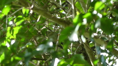 Chiroxiphia lanceolata