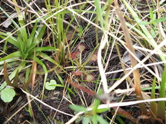 Drosera capillaris