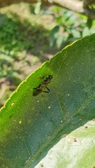 Exaireta spinigera