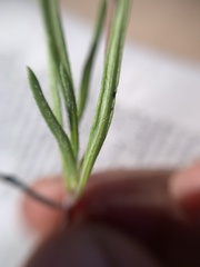 Tridax coronopifolia