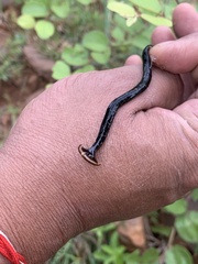 Bipalium univittatum