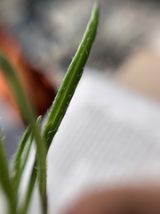 Tridax coronopifolia