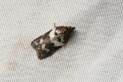 Acleris arcticana