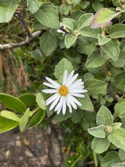 Olearia tomentosa