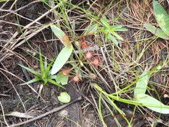 Drosera capillaris