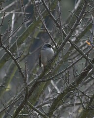 Junco phaeonotus