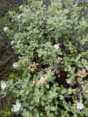 Olearia tomentosa