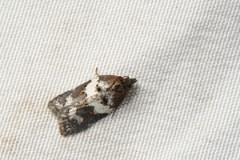 Acleris arcticana