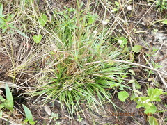 Syngonanthus flavidulus