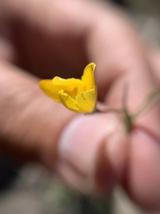 Menodora