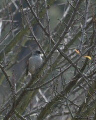 Junco phaeonotus