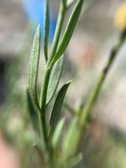 Menodora