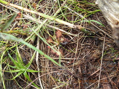Drosera capillaris