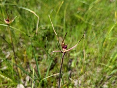 Caladenia leptochila