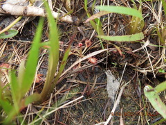 Drosera capillaris