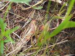 Drosera capillaris