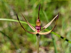 Caladenia leptochila