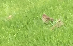 Turdus philomelos clarkei